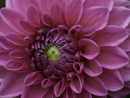 gardenの写真素材