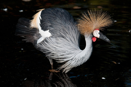 craneの写真素材