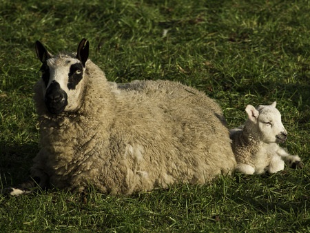 sheepの写真素材