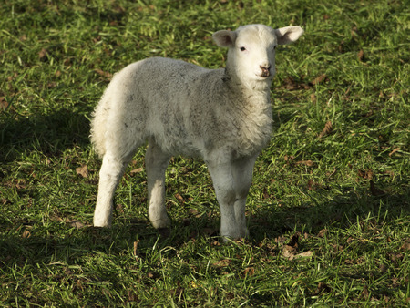 sheep