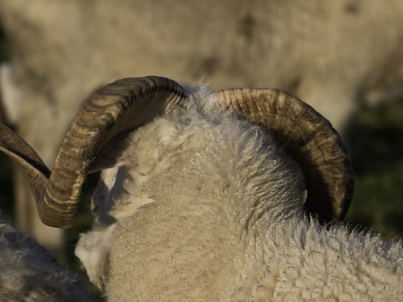 sheepの写真素材