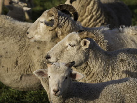 sheep