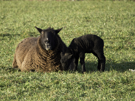 sheepの写真素材
