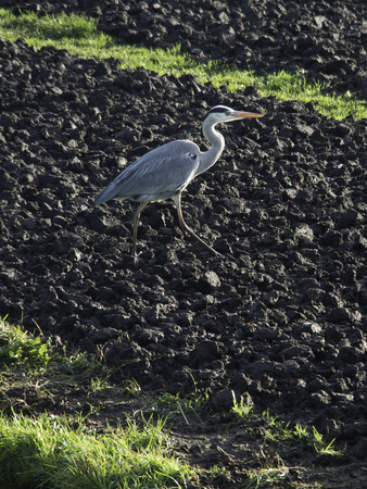 great blue heronの写真素材
