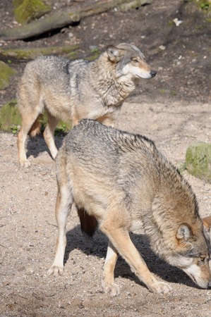 wolf