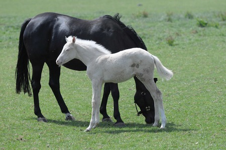 horsesの写真素材