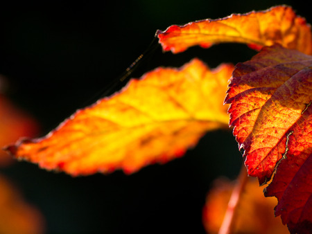 leavesの写真素材