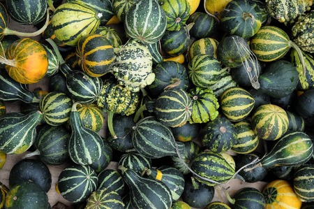 pumpkinsの写真素材