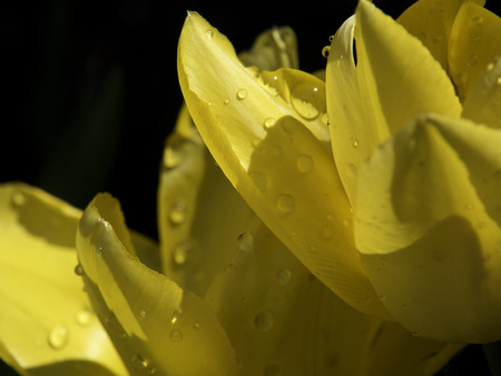 tulipの写真素材