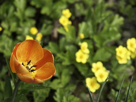 tulipの写真素材