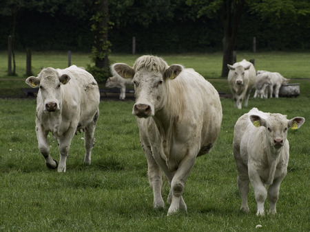 cattleの写真素材