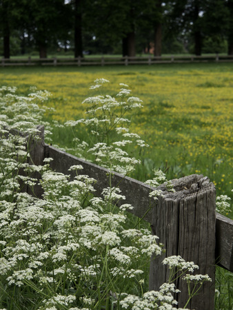 gardenの写真素材