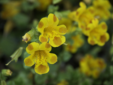 flowersの写真素材