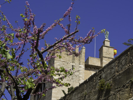 Palmaの写真素材