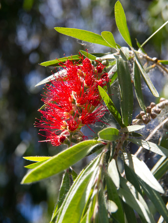 Funchalの写真素材