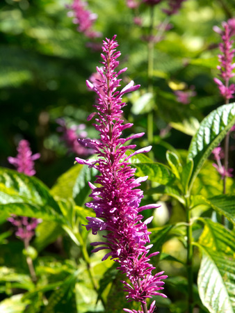 Tenerifeの写真素材