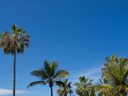 palmsの写真素材