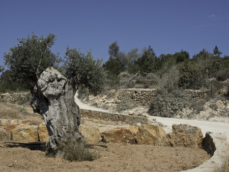 ibizaの写真素材