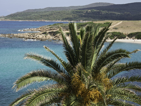 palmの写真素材