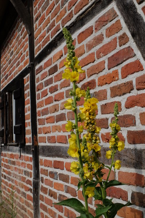 flower close up の写真素材