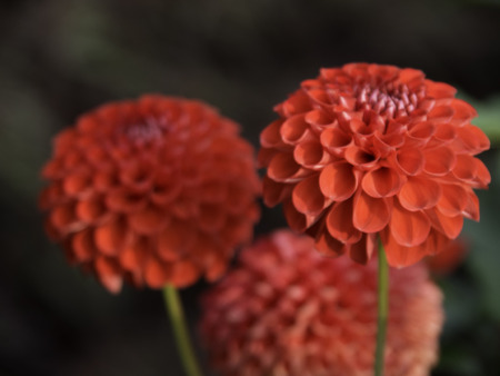 dahliaの写真素材