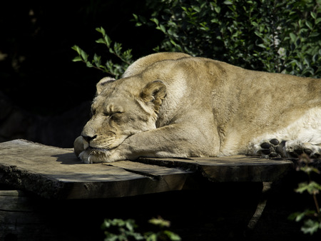 Loeweの写真素材