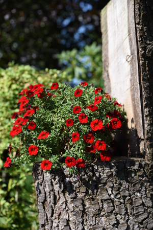 gardenの写真素材