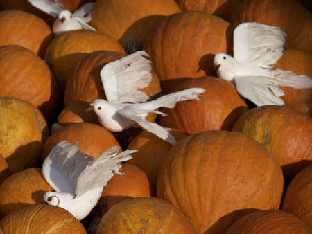 pumpkinsの写真素材