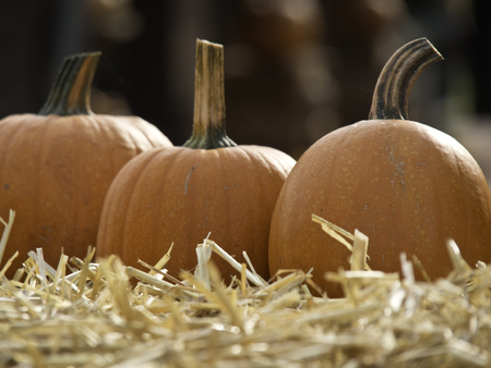 pumpkins