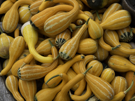pumpkins close up 
