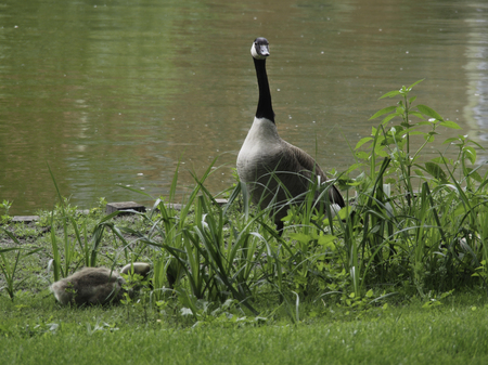 gooseの写真素材