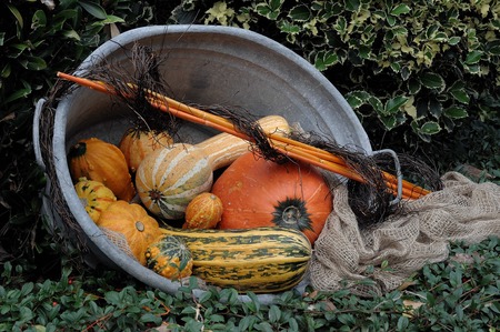 pumpkinsの写真素材