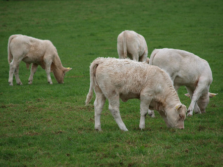 cattleの写真素材