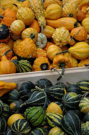 pumpkins