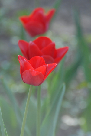 flower redの写真素材