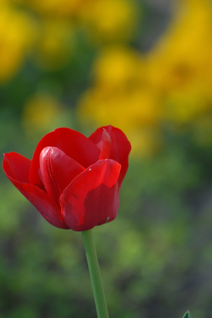 flowerの写真素材