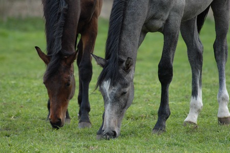 horse