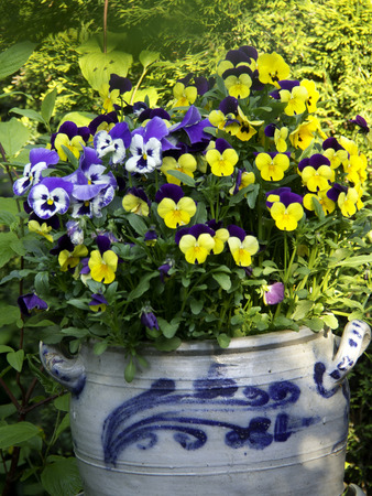 flowerpotの写真素材