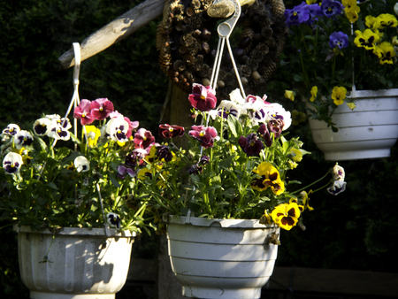 gardenの写真素材