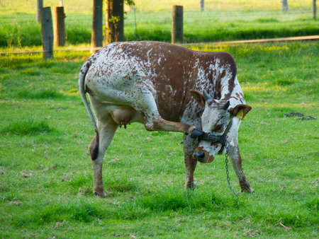 calfの写真素材