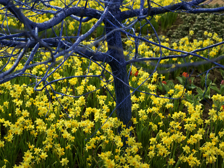 flowersの写真素材