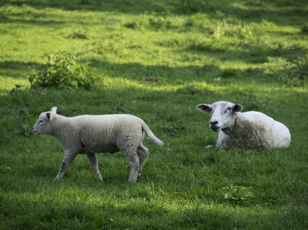 Sheepの写真素材