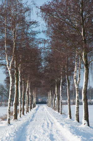 avenueの写真素材