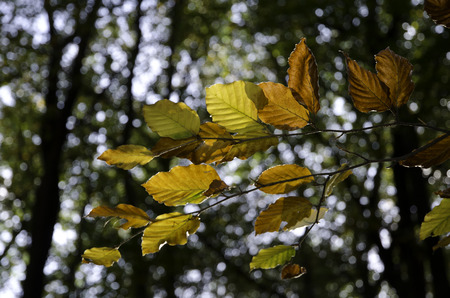leaves
