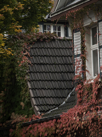 autumnの写真素材