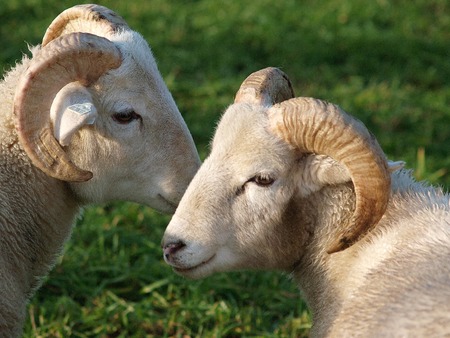 sheepの写真素材