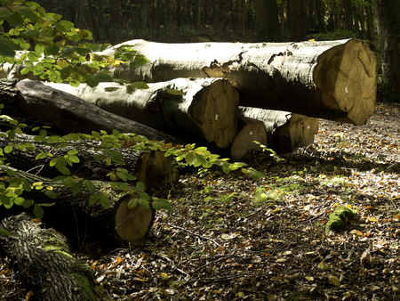 wood