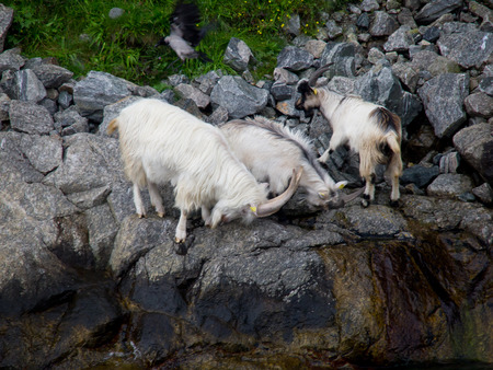 Goatsの写真素材