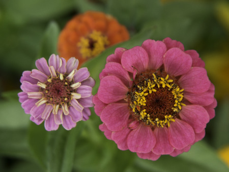 flowersの写真素材