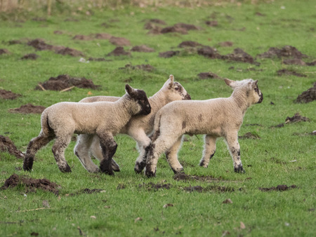 lambの写真素材
